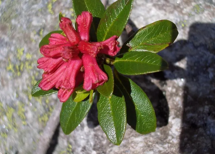 Lejlighed Hirner Fügen