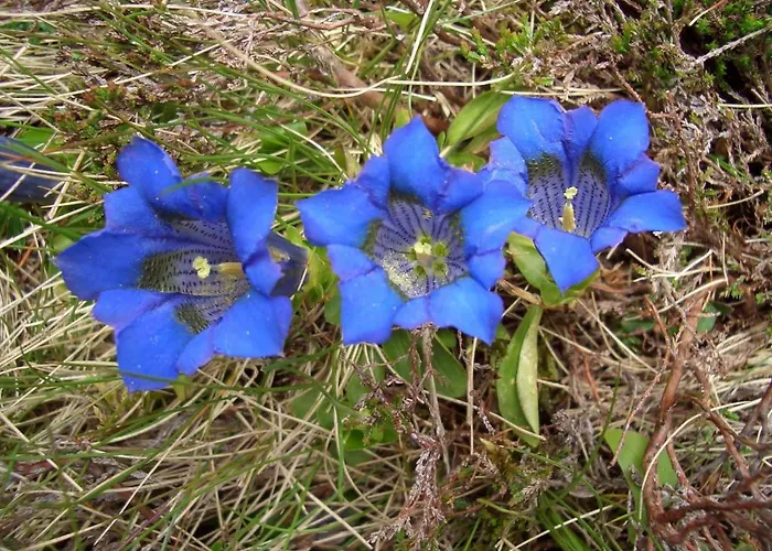 赫纳公寓酒店 公寓 *