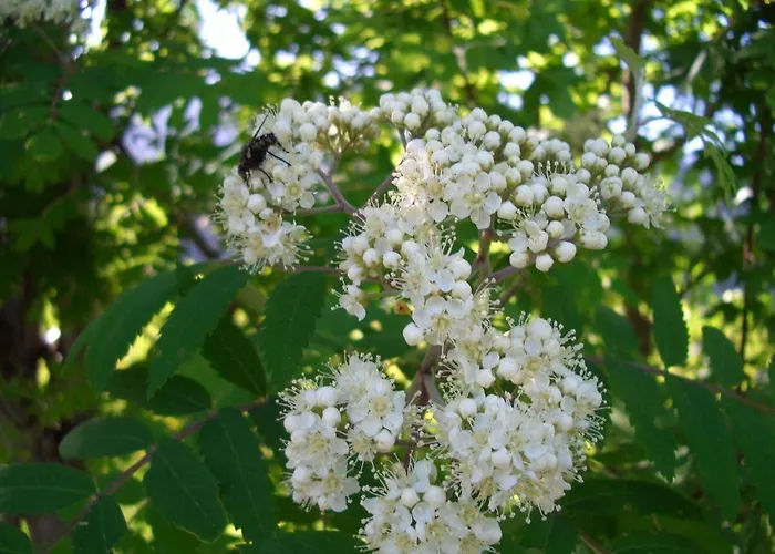 公寓 赫纳公寓酒店 菲根