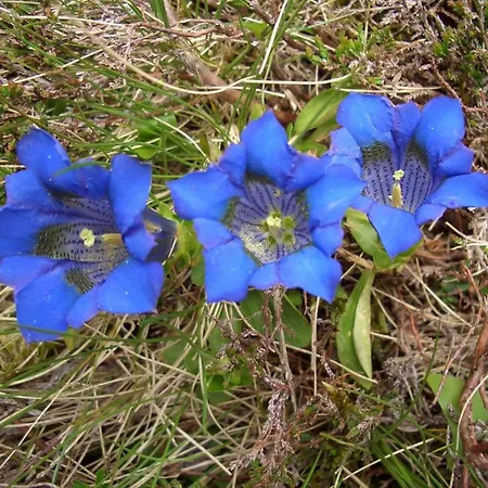 Hirner Апартаменты *